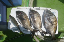 ★★　マダイ　前半当たりよし　★★