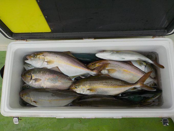 マアジ泳がせ五目船