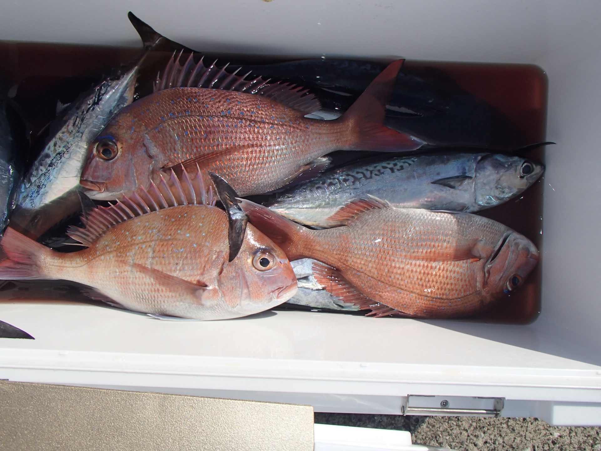 千葉県安房郡 勝山港 庄幸丸