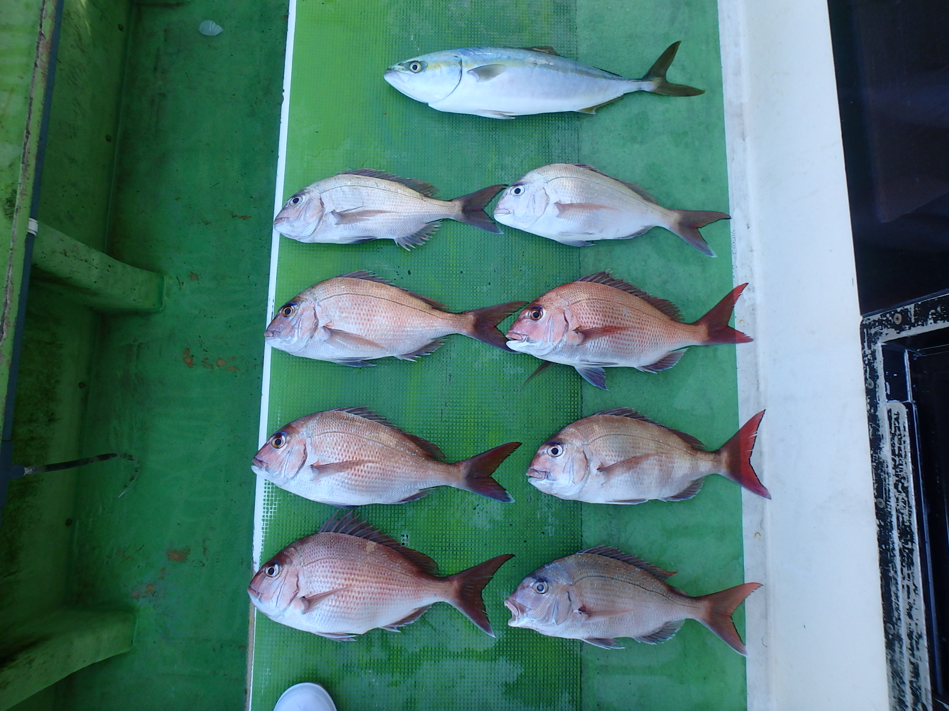 マダイ＆イナダ船